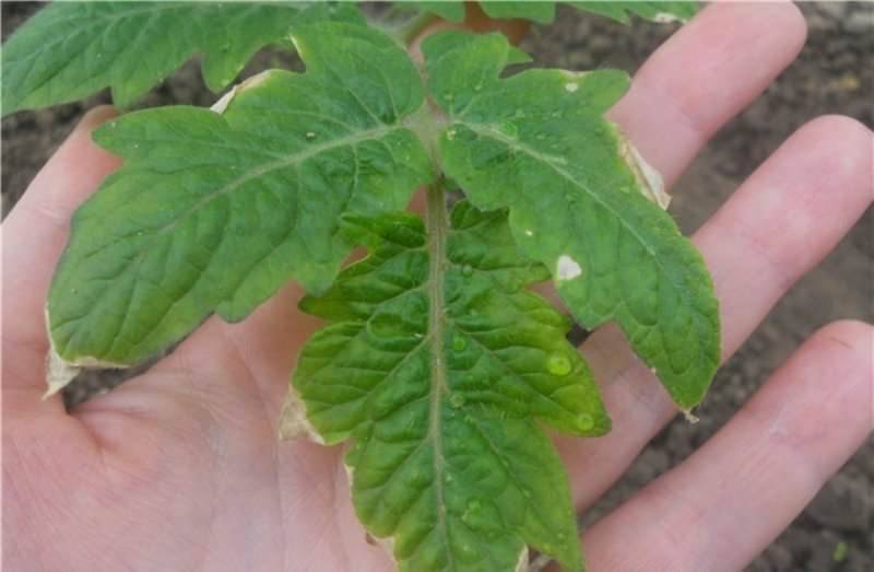 Сохнут листья у рассады помидоров: в чем причина и что делать