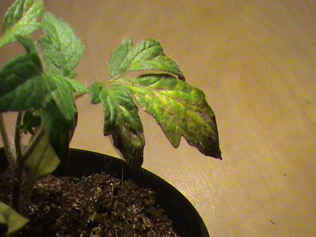 Сохнут листья у рассады помидоров: в чем причина и что делать