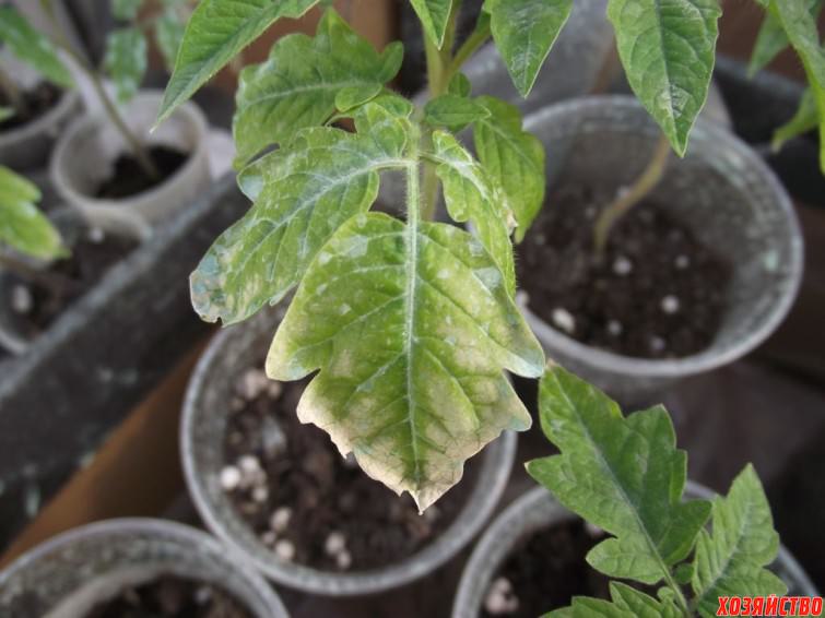 Сохнут листья у рассады помидоров: в чем причина и что делать