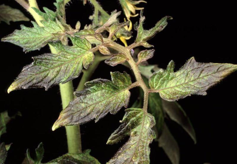 Сохнут листья у рассады помидоров: в чем причина и что делать