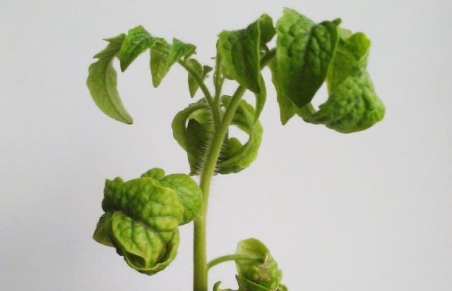 Сохнут листья у рассады помидоров: в чем причина и что делать