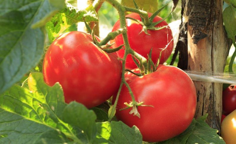 Сорт томата пинк парадайз f1: описание и условия выращивания