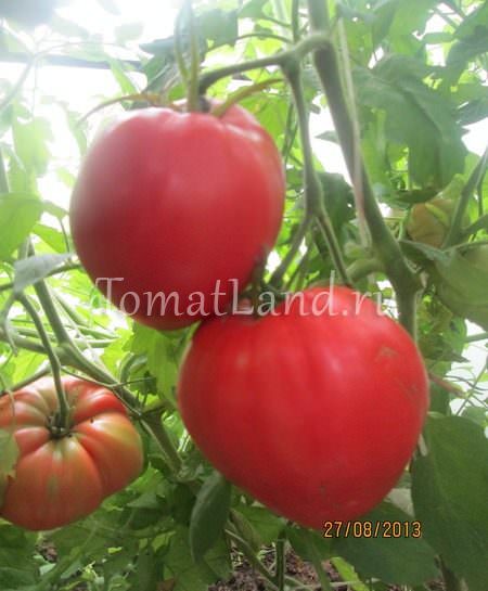 Сорт томата розовый мед: отзывы и фото