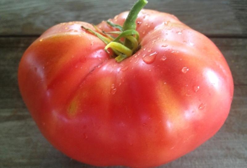Сорт томата розовый мед: отзывы и фото