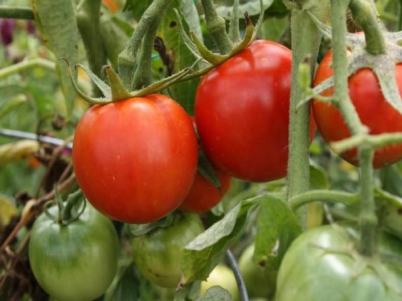 Сорт томата взрыв: характеристика и особенности посадки