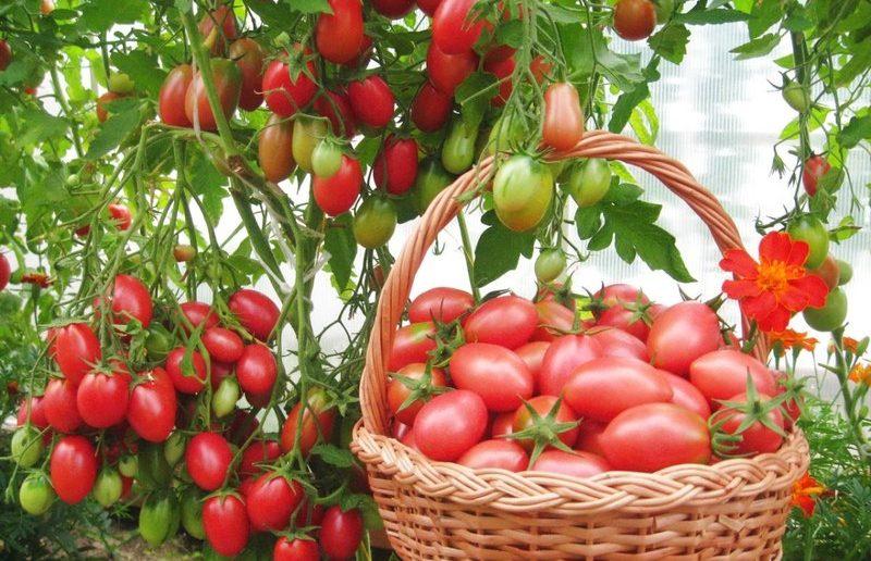 Сорта низкорослых томатов для открытого грунта без пасынкования