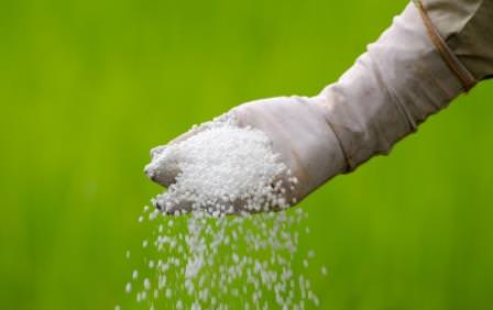 Советы дачников: как подкормить помидоры мочевиной?