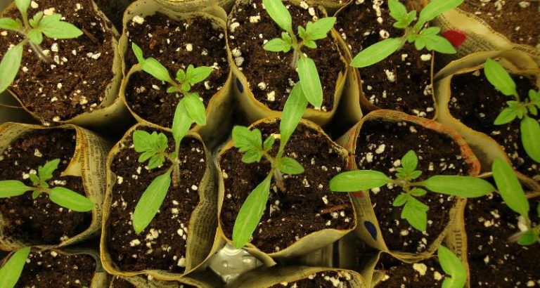 Советы дачников: как подкормить помидоры мочевиной?