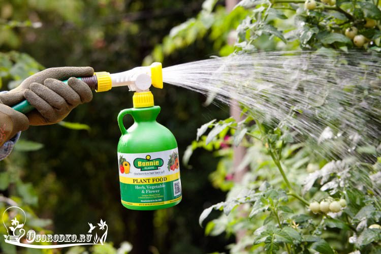 Советы дачников: как подкормить помидоры мочевиной?