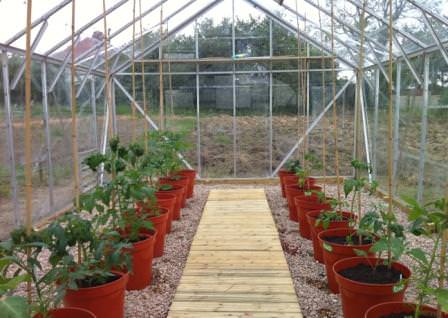 Советы когда высаживать помидоры в теплицу в сибири