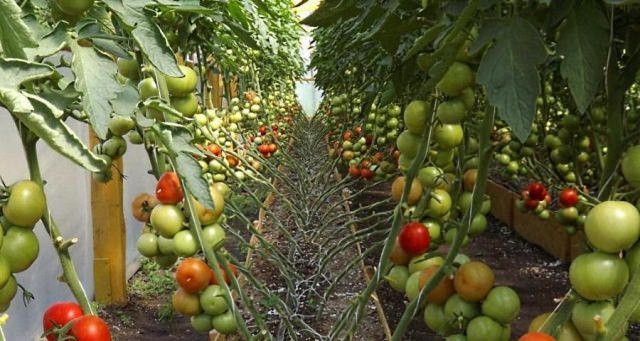 Советы когда высаживать помидоры в теплицу в сибири