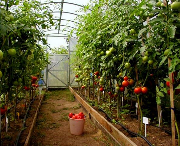 Советы когда высаживать помидоры в теплицу в сибири