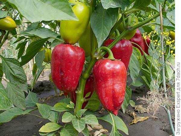 Советы по уходу за перцем