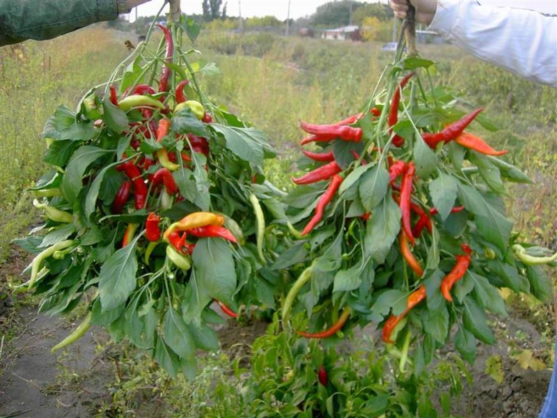 Советы по уходу за перцем