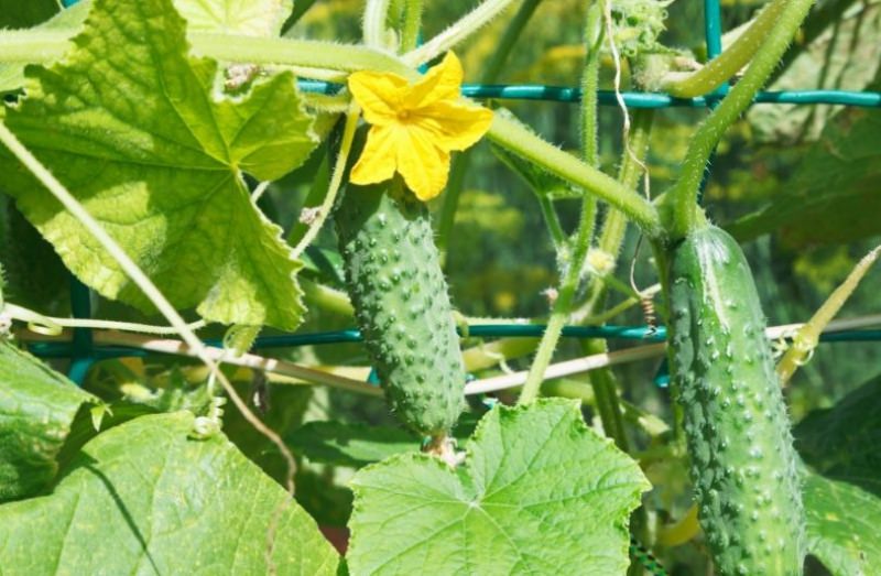 Советы садоводов: как увеличить урожай огурцов