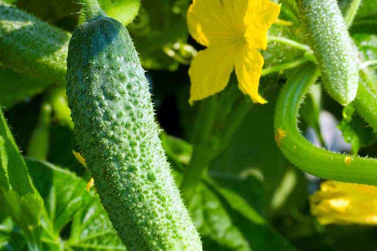 Советы садоводов: как увеличить урожай огурцов
