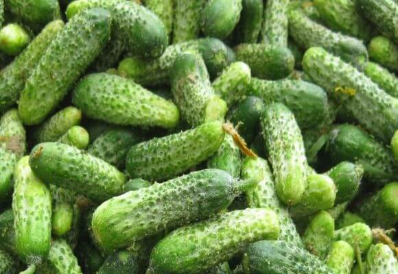 Советы садоводов: как увеличить урожай огурцов