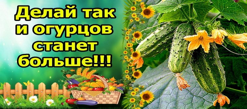 Советы садоводов: как увеличить урожай огурцов