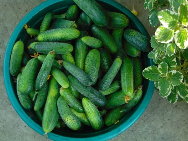 Советы садоводов: как увеличить урожай огурцов