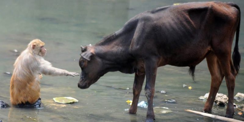 Совместимость Быка и Обезьяны — насколько будут удачны отношения, описание разных аспектов их жизни вместе