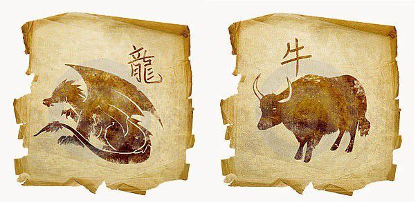 Совместимость дракона и быка — конфликты и любовь