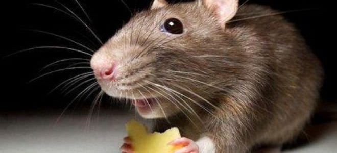 Совместимость крысы и змеи — проблемы в отношениях