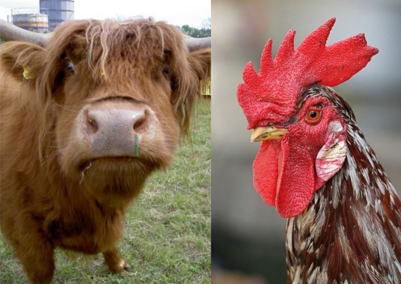 Совместимость петуха и быка — отношения и любовь