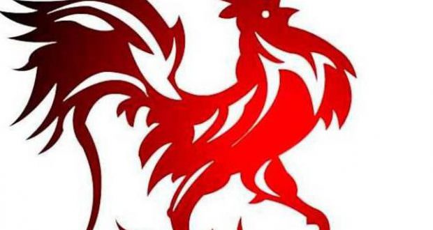 Совместимость петуха и крысы — отношения и любовь