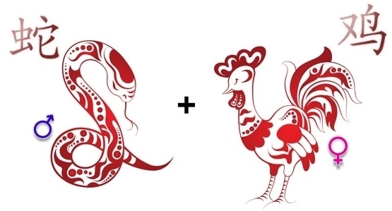 Совместимость петуха и змеи — девушки и парня