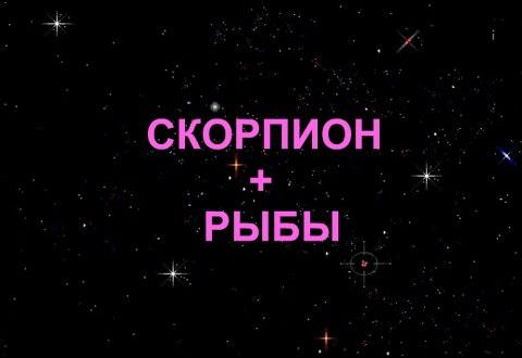 Совместимость рыбы и скорпиона: как избежать разногласий