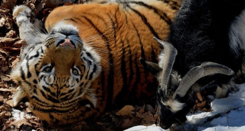 Совместимость тигра и змеи — мужчины и женщины