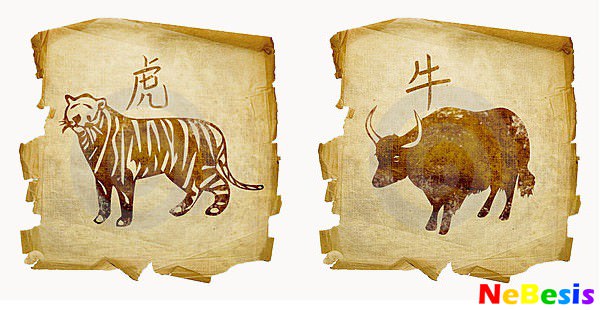 Совместимость тигра и быка — подробное толкование