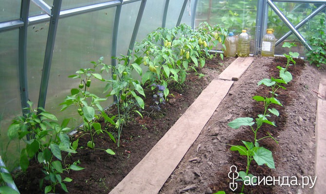 Совместная посадка огурцов и помидоров в теплице