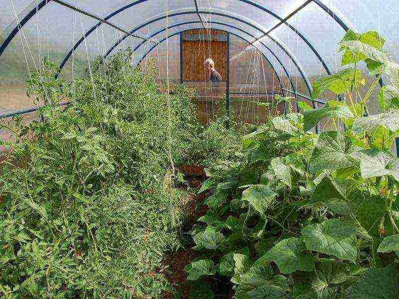 Совместная посадка огурцов и помидоров в теплице