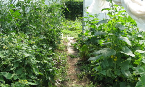Совместная посадка огурцов и помидоров в теплице