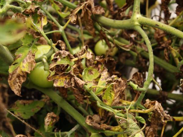 Способы лечения фузариозного увядания томатов