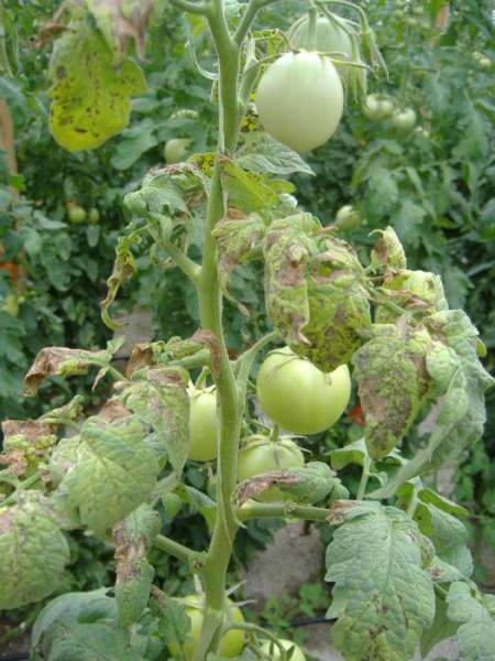 Способы лечения фузариозного увядания томатов