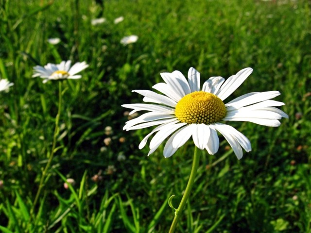 Стероидная розацеа: лечение