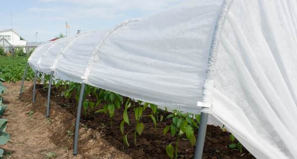 Стоит ли покупать парники фазенда?