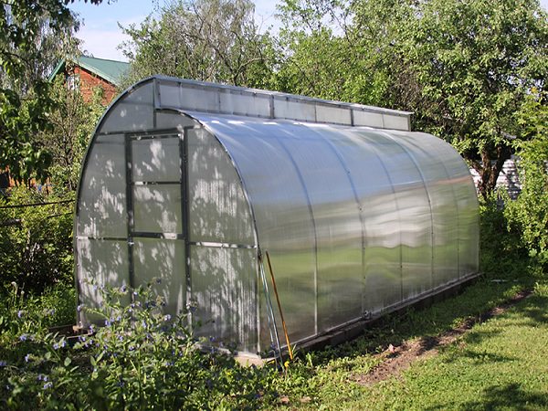 Стоит ли покупать теплицу москвичка?