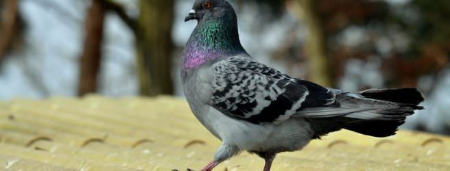 Стучит голубь в окно: это примета к беде или счастью