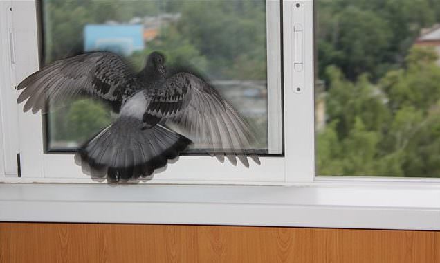 Стучит голубь в окно: это примета к беде или счастью