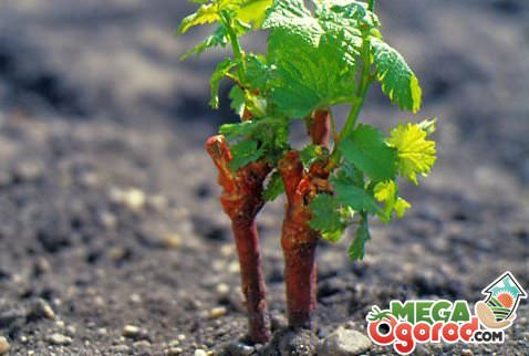 Технология и секреты размножения винограда черенками