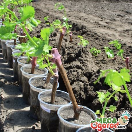 Технология и секреты размножения винограда черенками