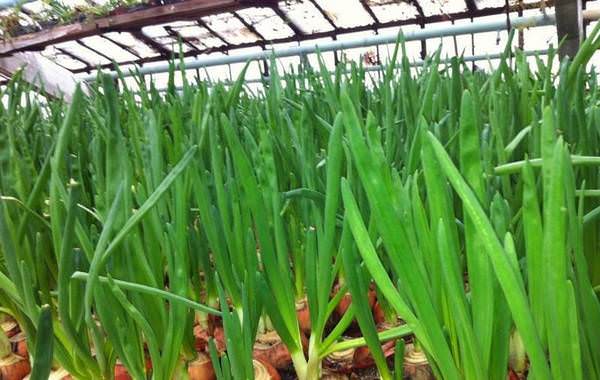 Технология и секреты выращивания лука на своем участке