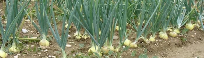 Технология и секреты выращивания лука на своем участке