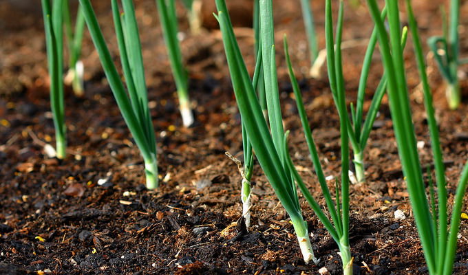 Технология и секреты выращивания лука на своем участке