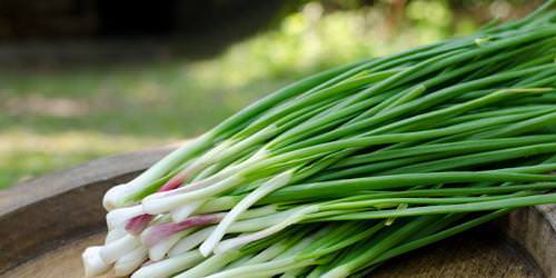 Технология и секреты выращивания лука на своем участке