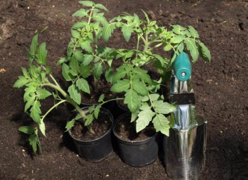 Технология и сроки высадки рассады помидоров в открытый грунт