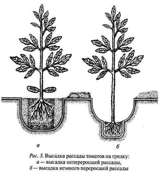 Технология и сроки высадки рассады помидоров в открытый грунт